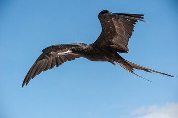 Frigate bird in graceful flight