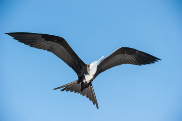 Wandering albatross closeup