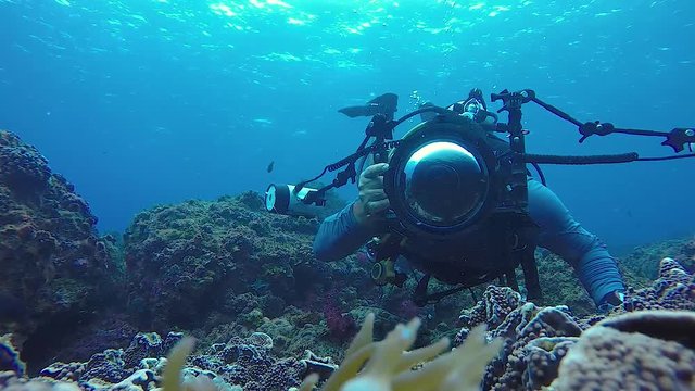 A 60 fps video of an underwater cameraman taking photos of Anemone fish in the ocean with underwater equipment and strobe lights