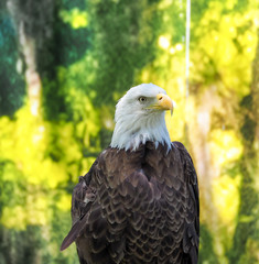 American Bald Eagle Portrait