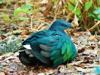 Nicobar Pigeon resting on ground