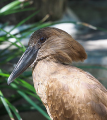 Hammerkop Bird Portrait