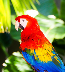 Tropical Scarlet Macaw Parrot in Palm Trees