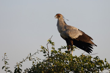 Sekretär / Secretarybird / Sagittarius serpentarius.