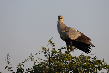 Sekretär / Secretarybird / Sagittarius serpentarius.