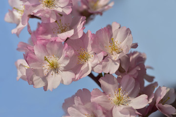 nahaufnahme von rosa kirschblüten im frühling