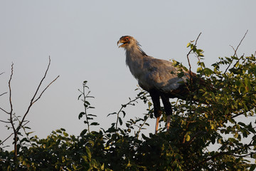 Sekretär / Secretarybird / Sagittarius serpentarius.