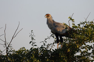 Sekretär / Secretarybird / Sagittarius serpentarius.