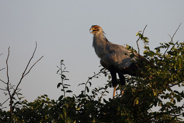 Sekretär / Secretarybird / Sagittarius serpentarius.