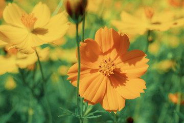 Cosmos with sunlight.