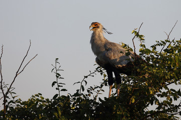 Sekretär / Secretarybird / Sagittarius serpentarius.