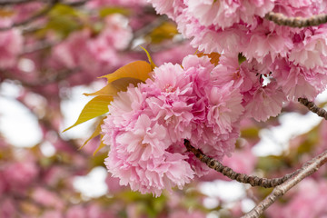 八重桜　千葉県習志野市