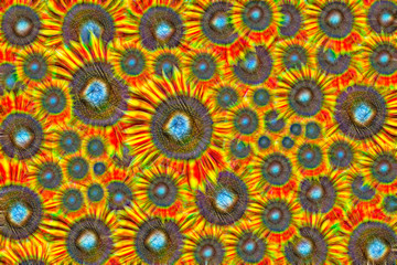 abstract Sunflowers background