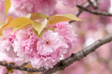 八重桜　千葉県習志野市