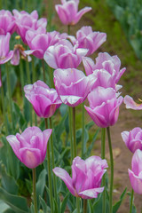 Fototapeta premium Fioletowe tulipany