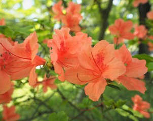Rhododendron kaempferi Tsutsuji