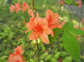 Rhododendron kaempferi