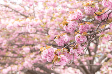 Fototapeta premium 八重桜 千葉県習志野市