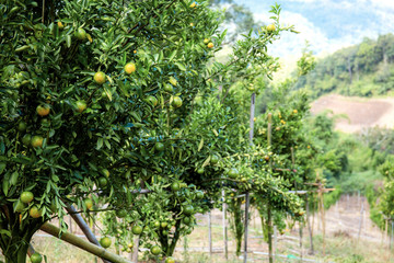 Orange tree in farm.