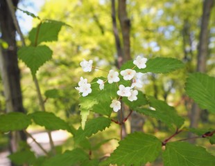 Viburnum phlebotrichum Suikazura gamazumi