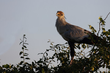 Sekretär / Secretarybird / Sagittarius serpentarius.