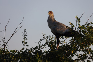 Sekretär / Secretarybird / Sagittarius serpentarius.