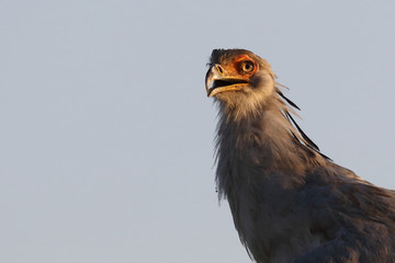 Sekretär / Secretarybird / Sagittarius serpentarius.