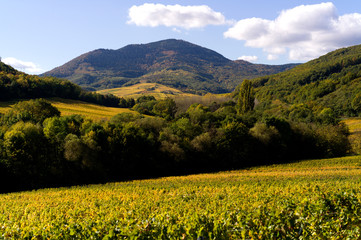 Fototapeta premium Alsace vineyard in autumn with leaves in yellow fall color, France with the vosges mountain