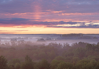 Forest and fog in a light of sunset.