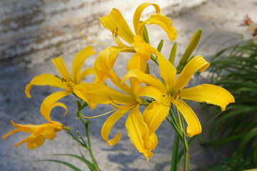 Fototapeta premium Daylily forced impulse hemerocallis yellow lily flowers