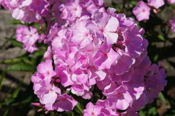 Phlox paniculata pink flowers close up