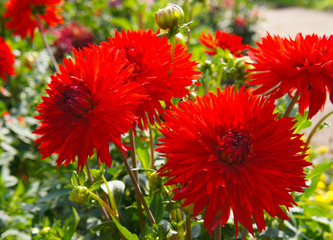 Dahlia cactus red flowers in garden © skymoon13