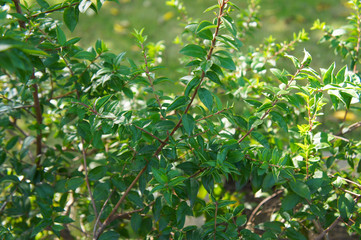 Myrtus communis or myrtle green tree 