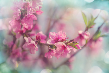 Blossom cherry