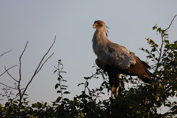 Sekretär / Secretarybird / Sagittarius serpentarius.