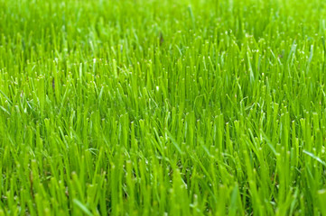 Fototapeta na wymiar green grass natural background texture