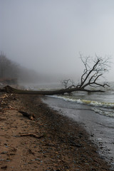 Tree on Foggy Beach