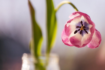 Fototapeta na wymiar Tulip