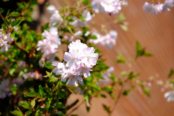 Japanischer Kirschbaum in der Blüte