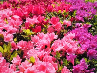 Rhododendron obtusum var. sakamotoi Tsutsuji