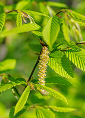 Europäische Hopfenbuche, Ostrya carpinifolia, mit Blüten