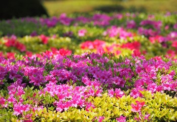 Rhododendron obtusum var. sakamotoi Tsutsuji