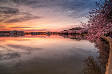 Sunrise over the Tidal Basin Cherry Blossoms - 263826301