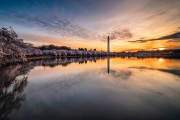 Sunrise over the Tidal Basin Cherry Blossoms - 263826329