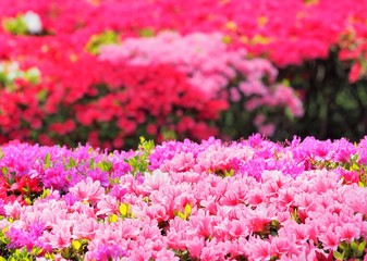 Fototapeta premium Rhododendron obtusum var. sakamotoi Tsutsuji