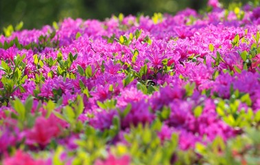 Obraz premium Rhododendron obtusum var. sakamotoi Tsutsuji