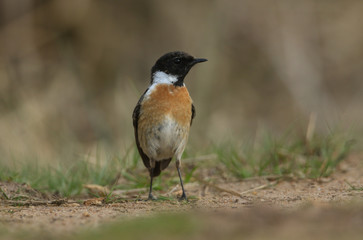 A stunning male Stonechat (Saxicola torquata) hunting on the ground for insects to eat.	