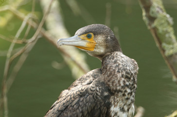 A head shot of a pretty Cormorant (Phalacrocorax carbo) perching on a tree above a river.	