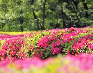 Rhododendron obtusum var. sakamotoi Tsutsuji