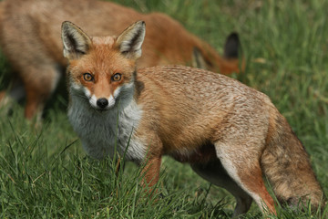 Two magnificent wild female Red Foxes (Vulpes vulpes) hunting for food in a field of long grass.	
